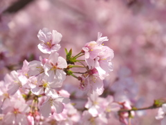 小彼岸桜