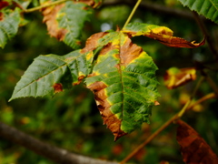 紅葉