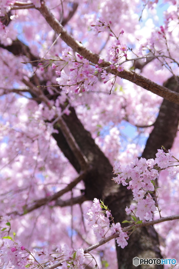 石神井公園で咲く桜4