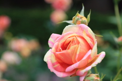 薔薇