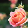 薔薇