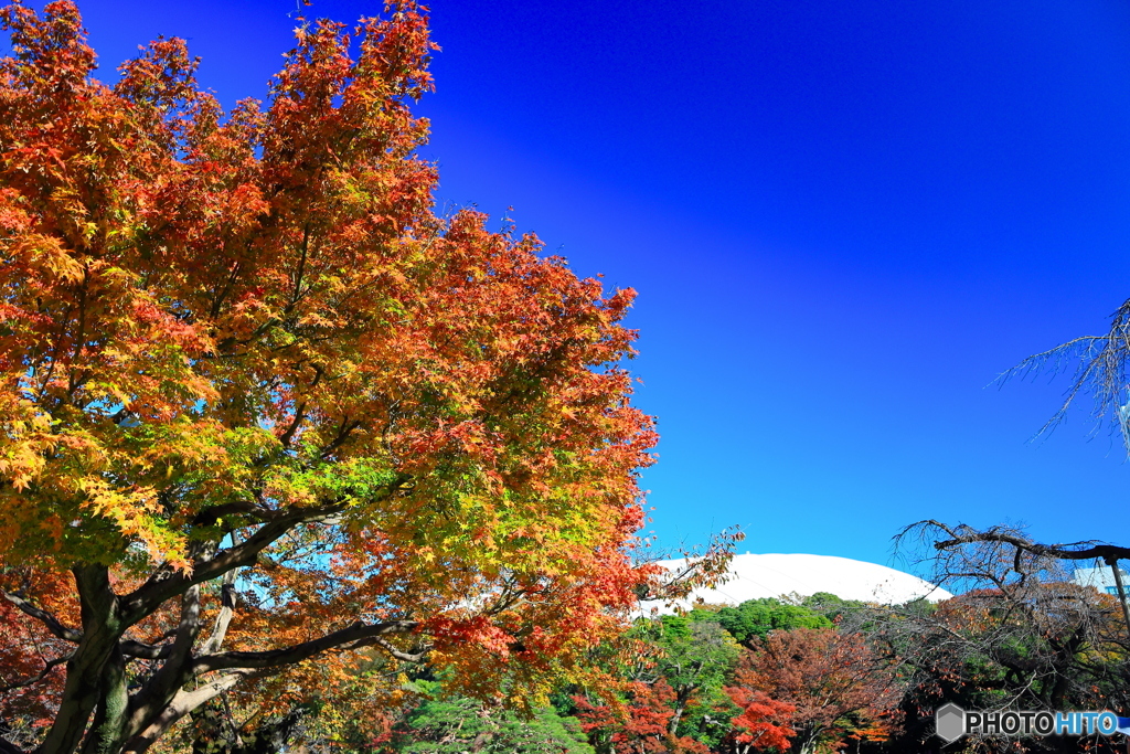 紅葉の小石川後楽園３