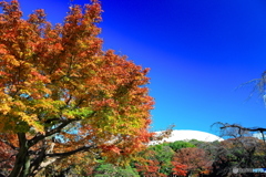 紅葉の小石川後楽園３