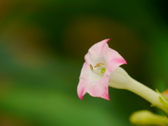 タバコの花_2