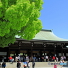 新緑の明治神宮10