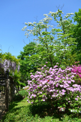春の花