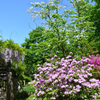 春の花