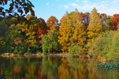 秋色に染まる三宝寺池