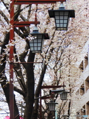 中野通りの桜1