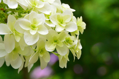 白山神社の紫陽花