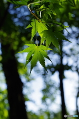 早朝の石神井公園2