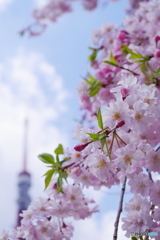 増上寺の桜3