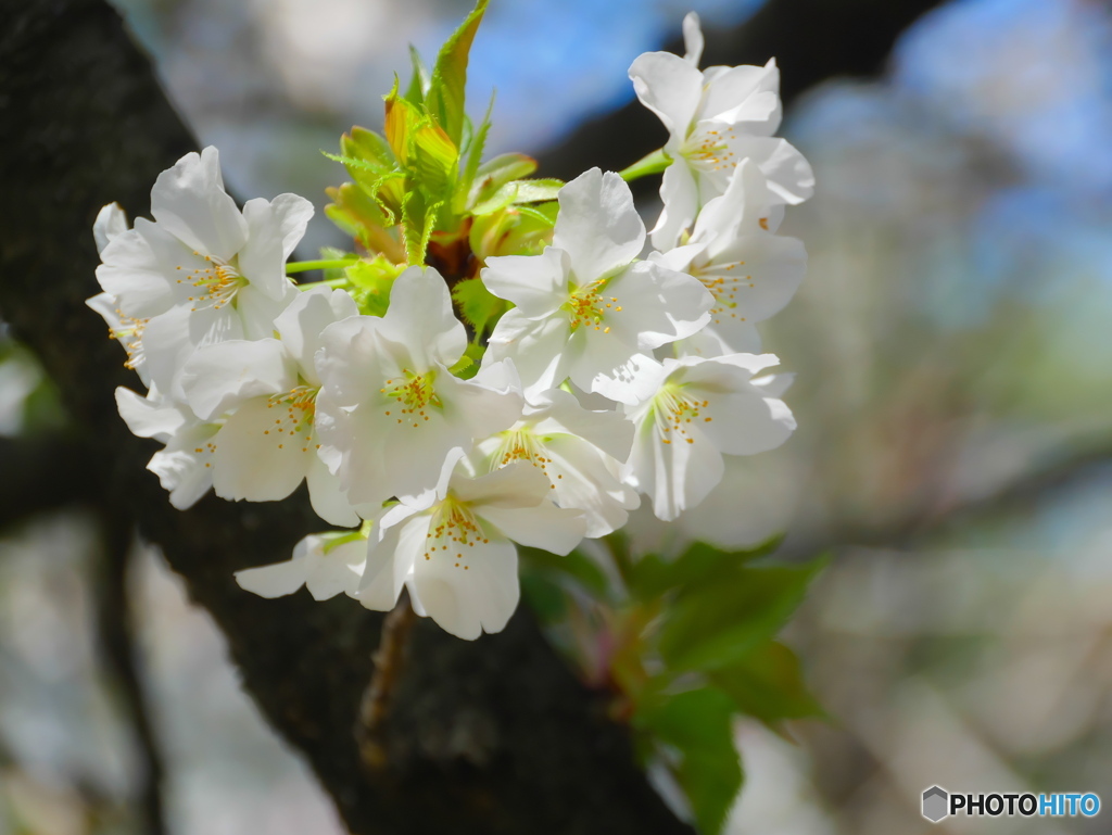 大島桜