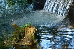朝の石神井公園（2016年7月)_6