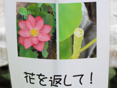 花を返して！