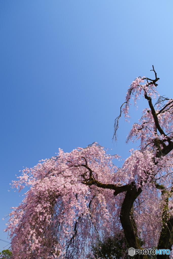 梅岩寺のシダレザクラ_6