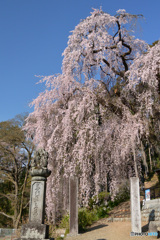 梅岩寺の枝垂れ桜