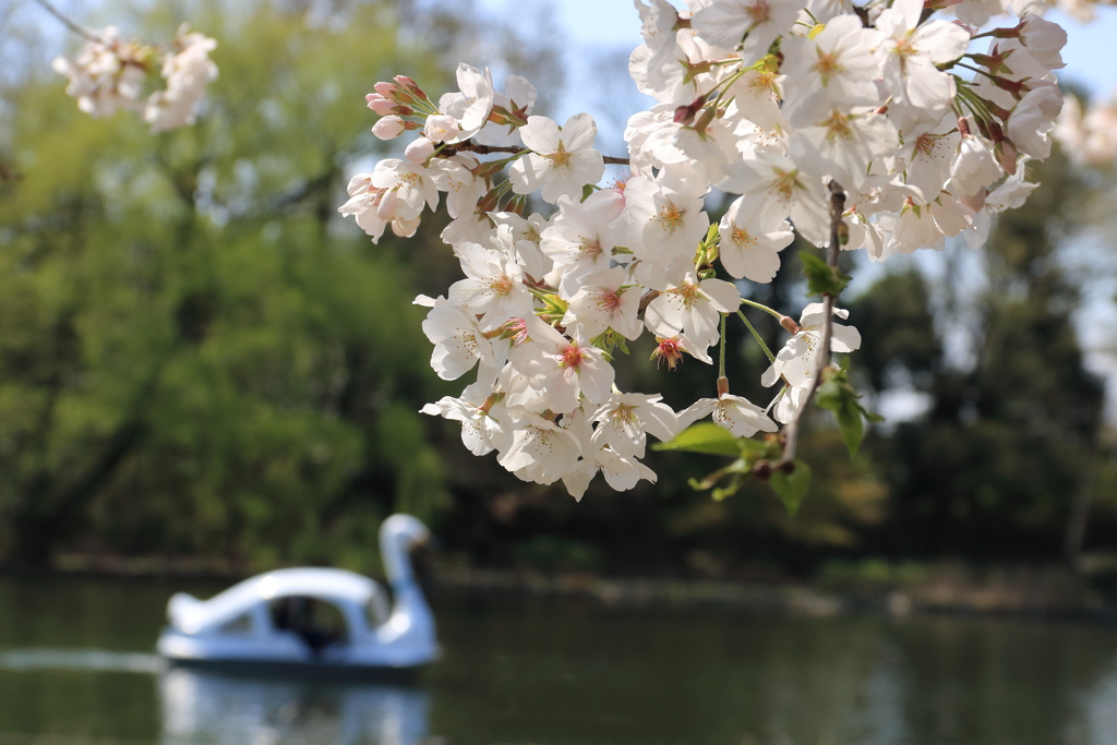 桜とスワンボート