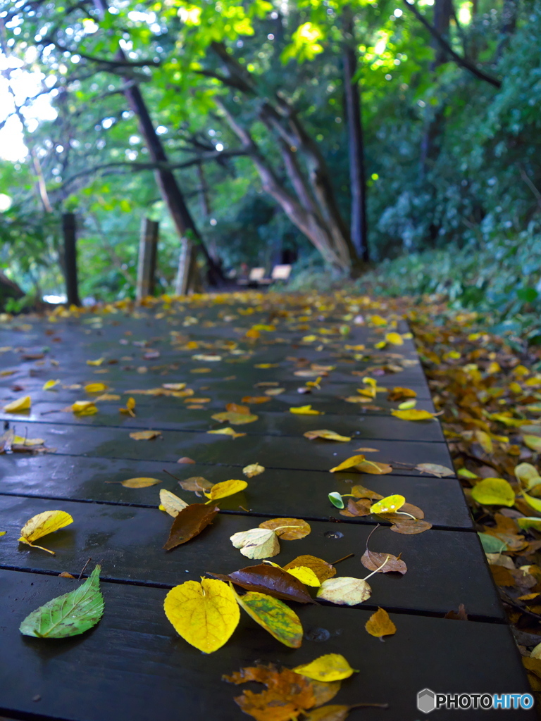 遊歩道の落ち葉