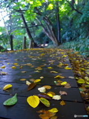 遊歩道の落ち葉
