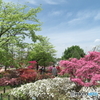 平成つつじ公園1