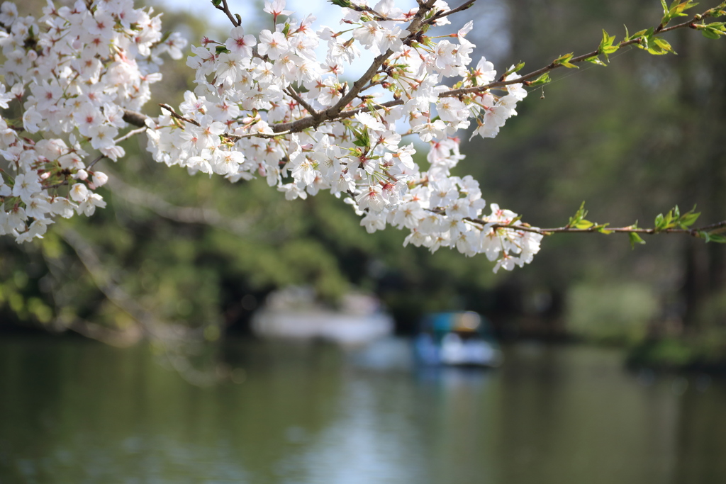 桜と石神井池