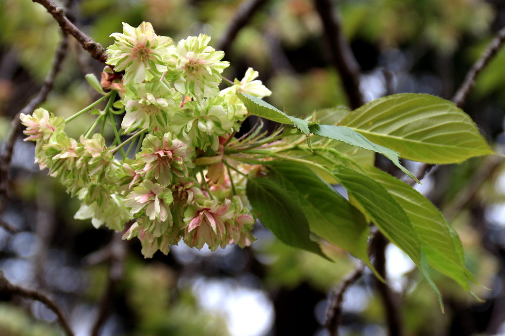 新宿御苑の桜３