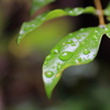 雨模様