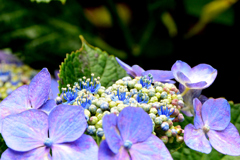 真花