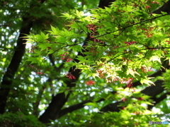 初夏の新宿御苑_1