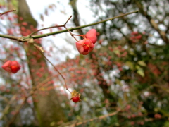 新年の石神井公園3