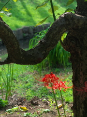 彼岸花と梅の木