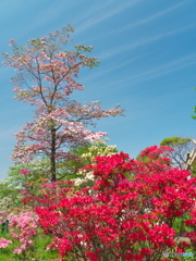 ツツジが咲く平成つつじ公園03