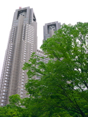 新緑と東京都庁