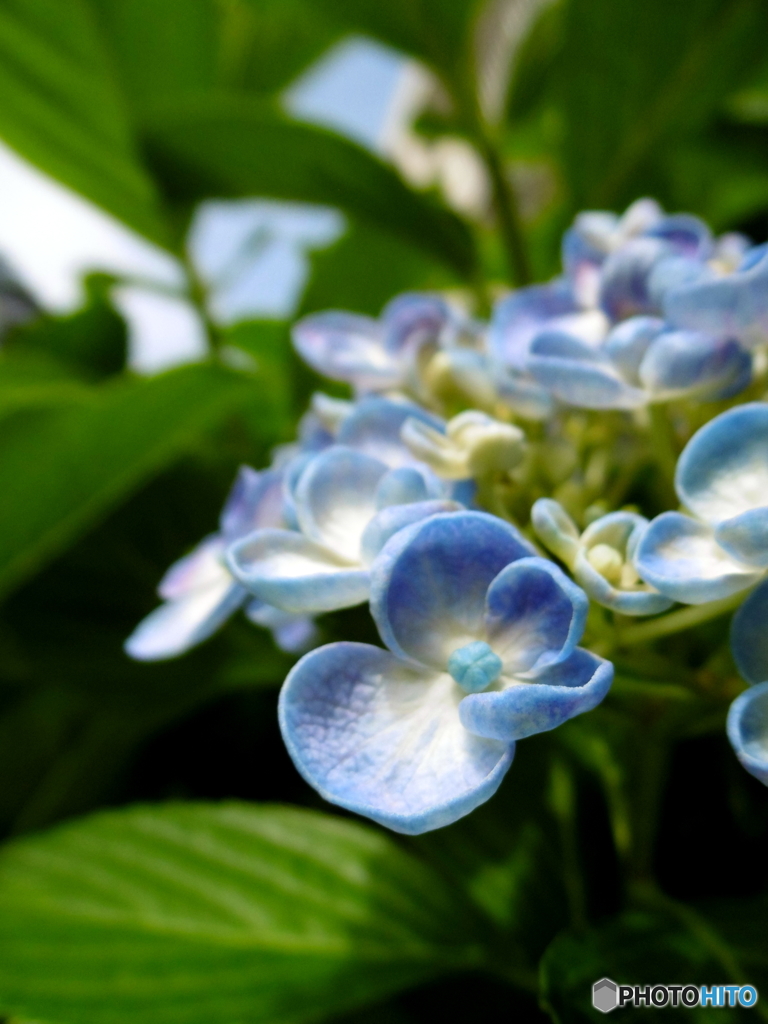 紫陽花_3（2016年５月）