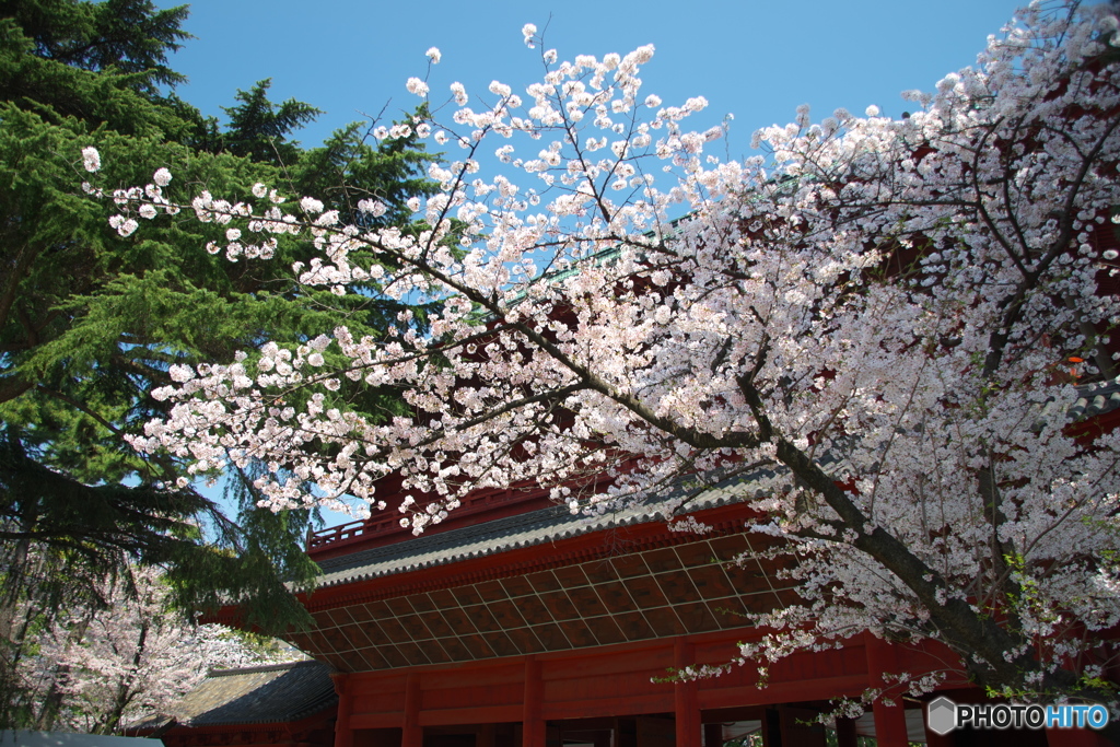 芝、増上寺の桜２