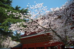 芝、増上寺の桜２