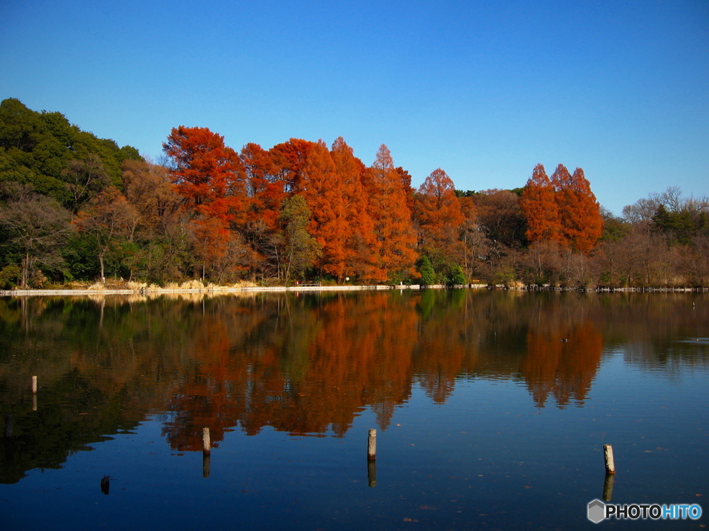 三宝寺池の紅葉