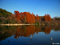 三宝寺池の紅葉