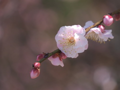梅（長谷川絞）