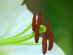 百合の蘂