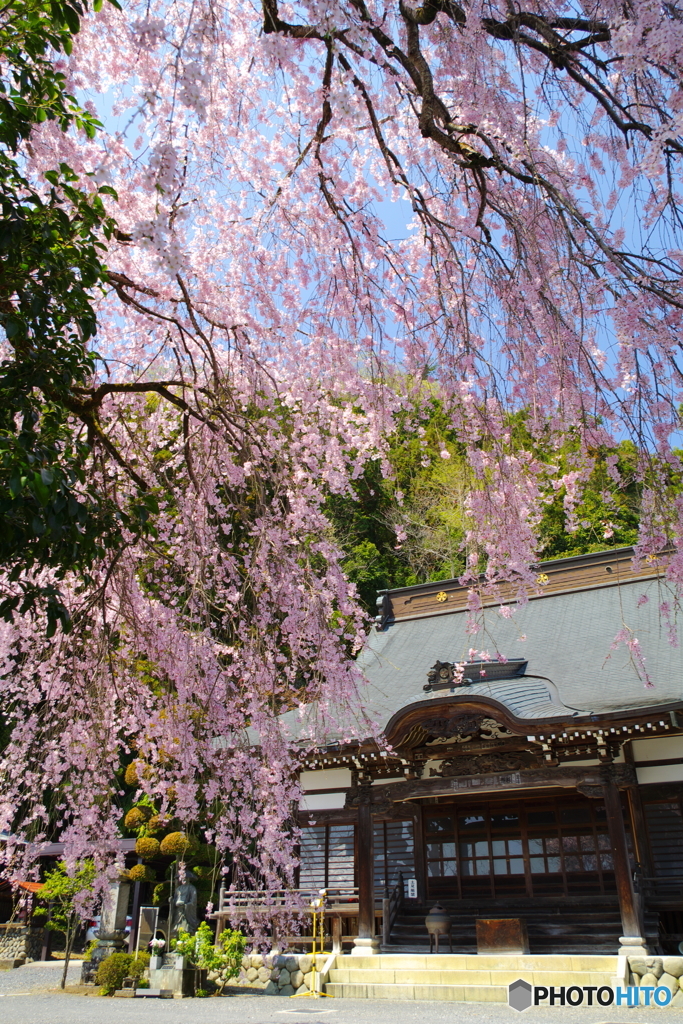 梅岩寺のシダレザクラ_1