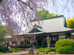 妙福寺と枝垂れ桜