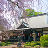 妙福寺と枝垂れ桜