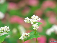 蕎麦の花