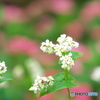 蕎麦の花