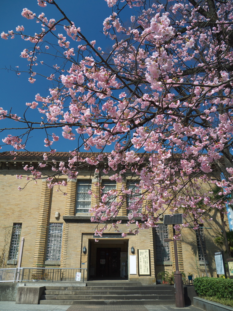東京都復興記念館の桜01