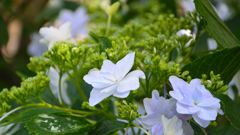 額紫陽花