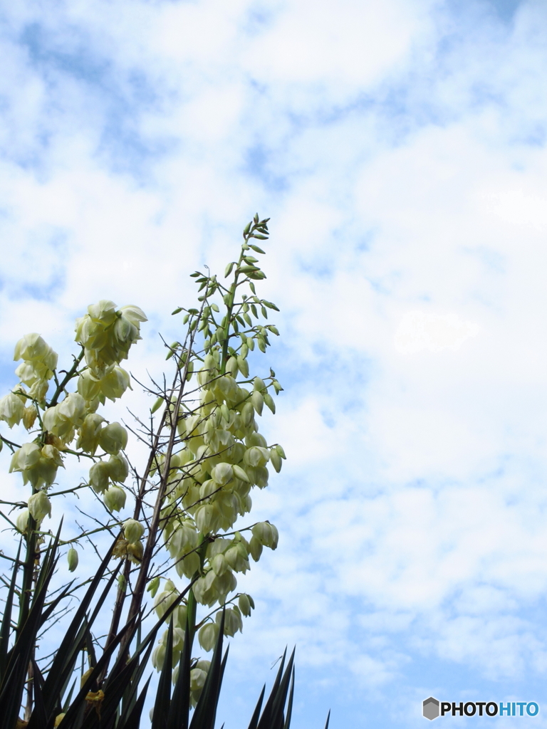 石神井公園の花4