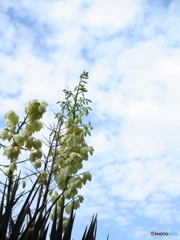 石神井公園の花4